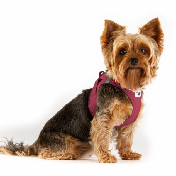 Curli Vest Air-Mesh Clasp Hundesele